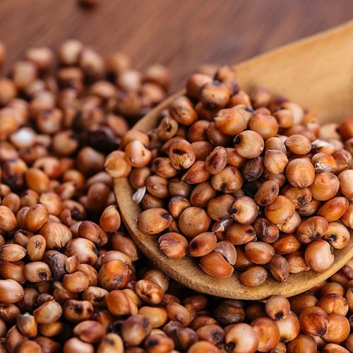 Sorgo